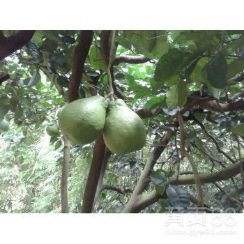 自家果園直供，白心蜜柚批發，甜潤多汁，品質保證