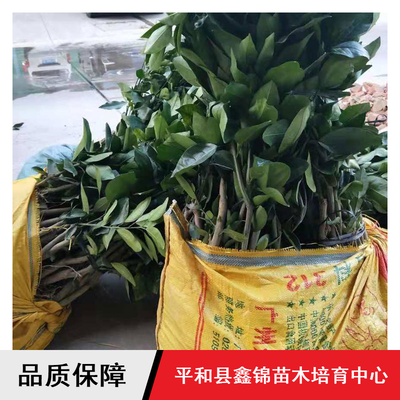 鑫錦純正蜜柚苗供應與批發指南 紅心柚、三紅蜜柚、黃金蜜柚樹苗選購全解析