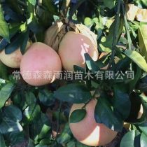 2019年湖北柚子樹苗廠商報(bào)價(jià)與批發(fā)市場動(dòng)態(tài)