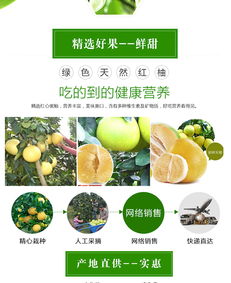 福建平和縣閩慶紅果蔬專業合作社 品質柚子批發首選