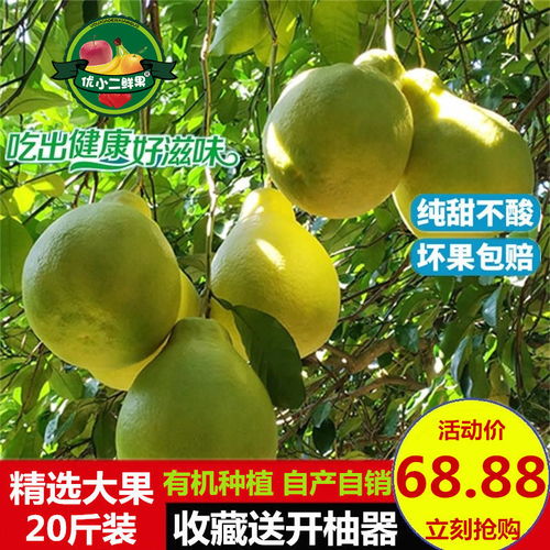 梅州金柚 純甜沙田柚的經典之選——廣東梅縣特產批發指南